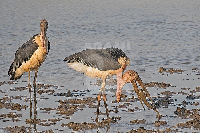 Marabou stork (Leptoptilos crumenifer) in Tanzania. Eating a big fish. stock-image by Agami/Pete Morris,