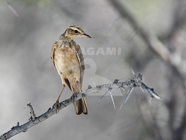 Buffy Pipit (Anthus vaalensis) in Namibia. Perched in a tree in Etosha national park. stock-image by Agami/Laurens Steijn,