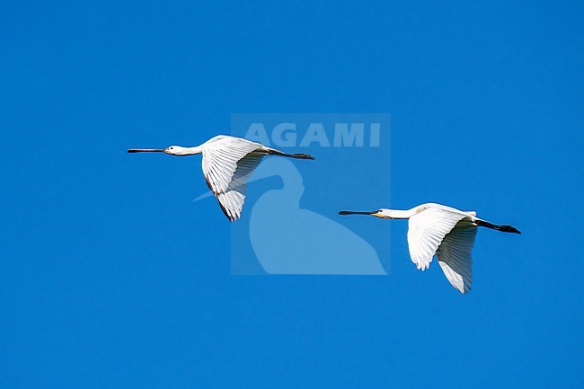 Lepelaar, Eurasian Spoonbill, Platalea leucorodia stock-image by Agami/Hans Germeraad,