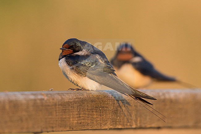 Barn Swallow - Rauchschwalbe - Hirundo rustica ssp. rustica, Hungary, adult female stock-image by Agami/Ralph Martin,