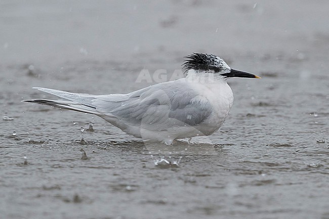 Sandwich Tern (Thalasseus sandvicensis), adult resting in shallow water under a heavy rain stock-image by Agami/Saverio Gatto,