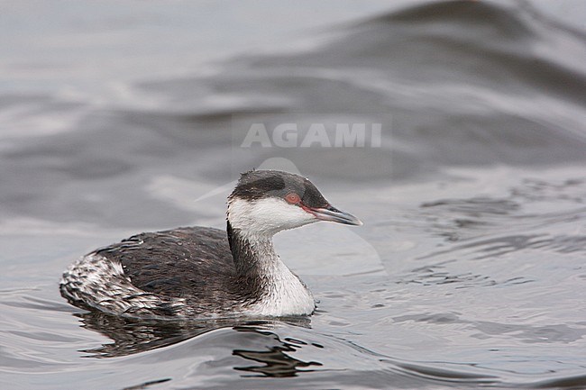 Winter plumaged Slavonian Grebe (Podiceps auritus) swimming in harbor of Terschelling in the Netherlands, during autumn. Possibly a first-winter bird. stock-image by Agami/Arie Ouwerkerk,