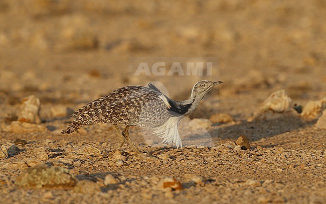 Houbara Bustard (Chlamydotis undulata fuertaventurae) at Tindaya Plains, Fuerteventura, Canary Islands stock-image by Agami/Helge Sorensen,