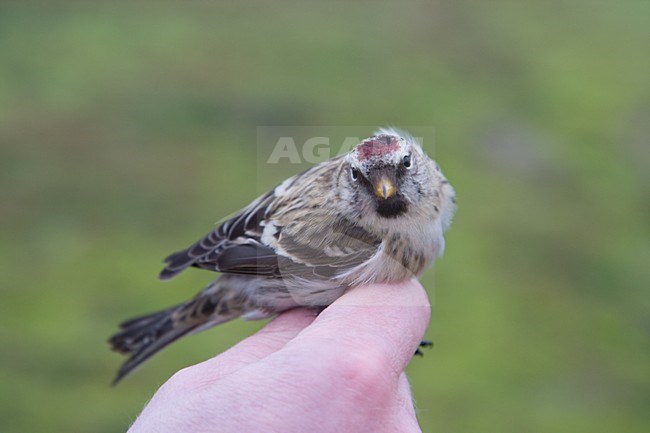 Grote Barmsijs op ringbaan stock-image by Agami/Arnold Meijer,