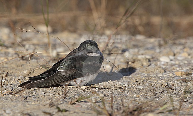 Tree Swallow (Tachycineta bicolor), resting on ground at Cape May, New Jersey, USA stock-image by Agami/Helge Sorensen,