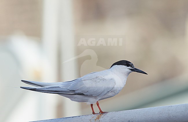 Volwassen Dougalls Stern, Adult Roseate Tern stock-image by Agami/Markus Varesvuo,