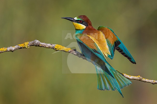 Bijeneter, European Bee-eater, Merops apiaster stock-image by Agami/Daniele Occhiato,