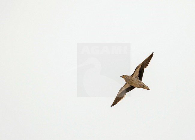 Crowned Sandrgouse (Pterocles coronatus) in Iran. Female in flight. stock-image by Agami/Pete Morris,