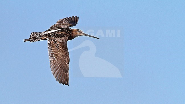 Long-billed Dowitcher (Limnodromus scolopaceus) in flight over Alaskan tundra in the United States. stock-image by Agami/Ian Davies,