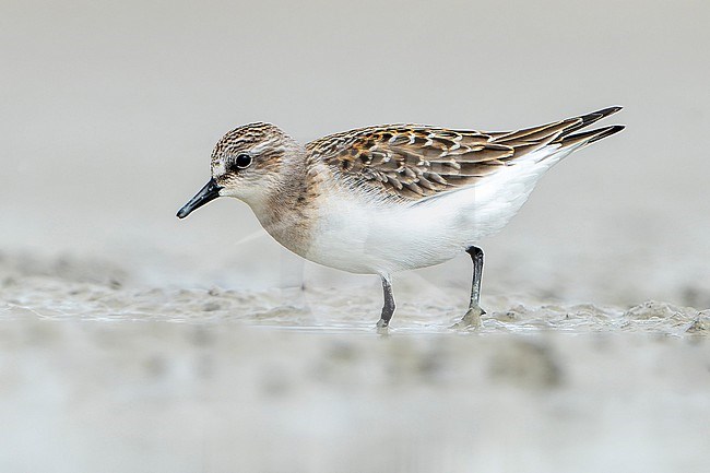 First-winter Red-necked Stint (Calidris ruficollis) during autumn migration in Mongolia. stock-image by Agami/Dani Lopez-Velasco,