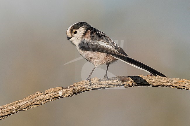 Long-tailed Tit (Aegithalos caudatus) in northern Italy stock-image by Agami/Alain Ghignone,