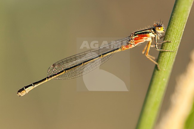 Vrouwtje Iberisch lantaarntje, Female Ischnura graellsii stock-image by Agami/Wil Leurs,