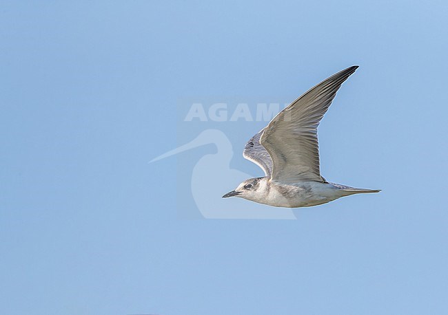 Juvenile Whiskered Tern (Chlidonias hybrida) in the Ebro delta in Spain during autumn. stock-image by Agami/Marc Guyt,