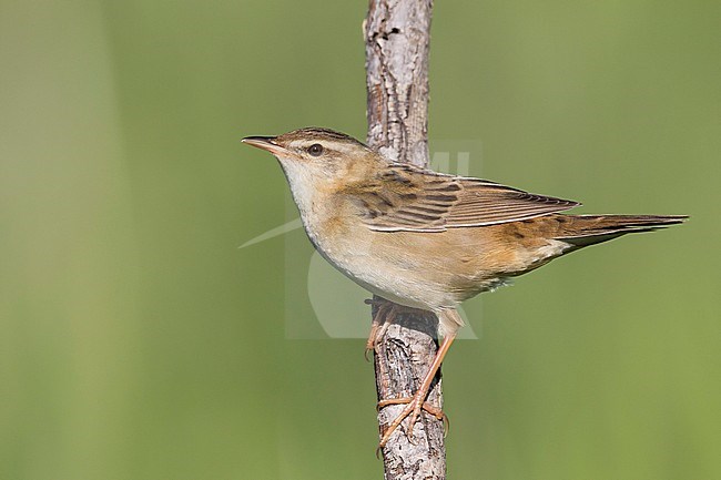 Pallas's Grasshopper Warbler - Streifenschwirl - Locustella certhiola ssp. centralasiae, Kazakhstan stock-image by Agami/Ralph Martin,