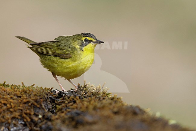 Adult female Kentucky Warbler (Geothlypis formosa) during spring migration at Galveston County, Texas, USA. stock-image by Agami/Brian E Small,