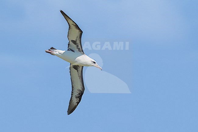 Adult
Kahuku, Oahu, HI
March 2022 stock-image by Agami/Brian E Small,