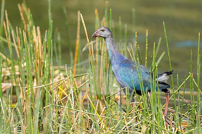 Immature Grey-headed Swamphen (Porphyrio poliocephalus) walking in swamp in Miami-Dade County, Florida, USA. stock-image by Agami/Brian E Small,