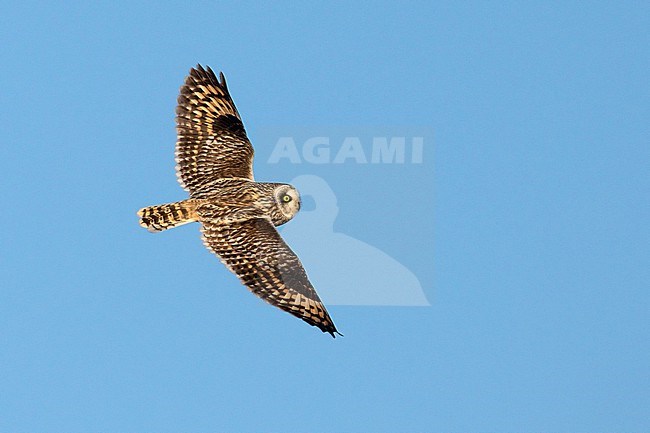 Short-eared_Owl (Asio flammeus), adult in flight seen from above, Northeastern Region, Iceland stock-image by Agami/Saverio Gatto,