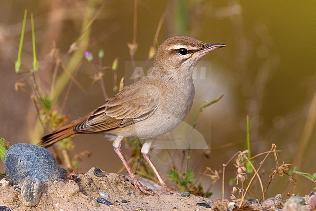 Oostelijke Rosse Waaierstaart zittend op de grond; Eastern Rufous-tailed Scrub-robin perched on the ground stock-image by Agami/Daniele Occhiato,