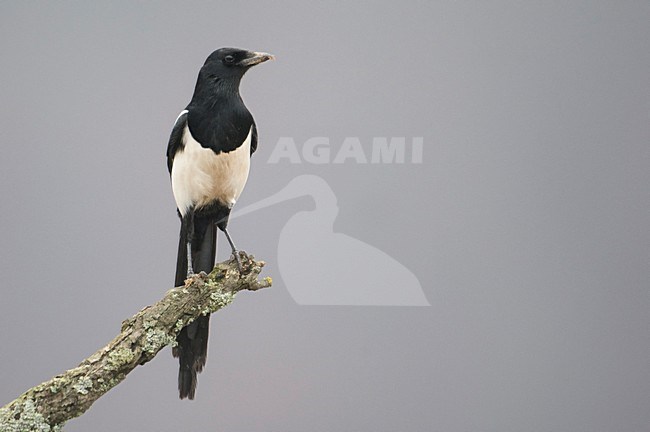 Ekster zittend op een tak, Eurasian Magpie perched on a branch stock-image by Agami/Han Bouwmeester,