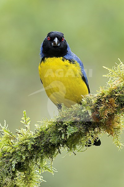 Hooded Mountain-Tanager (Buthraupis montana) perched on a branch in Colombia, South America. stock-image by Agami/Glenn Bartley,