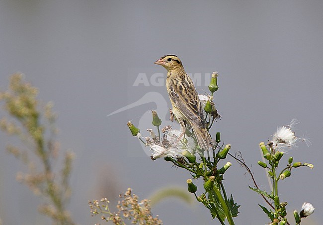 Autumn Bobolink at Brigantine, New Jersey, USA. stock-image by Agami/Michael McKee,