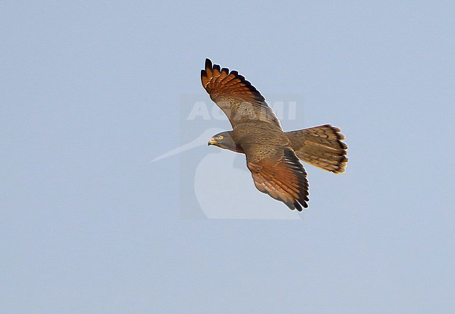 Grasshopper Buzzard, Butastur rufipennis, in West Africa. stock-image by Agami/Dani Lopez-Velasco,