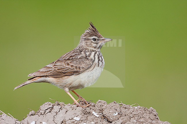 Adult Thekla Lark (Galeridae theklae theklae) in Mallorca, Spain. stock-image by Agami/Ralph Martin,