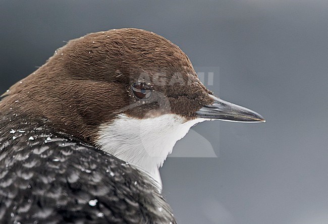 Black-bellied White-throated Dipper (Cinclus cinclus cinclus) standing on ice shield on edge of a fast flowing, beautiful colored, river near Kuusamo in Finland during early spring. stock-image by Agami/Markus Varesvuo,
