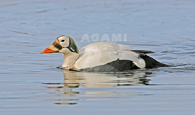 Mannetje Brileider, Male Spectacled Eider stock-image by Agami/Pete Morris,