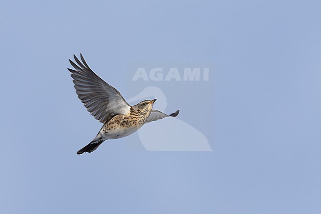 Fieldfare (Turdus pilaris) in flight at Rudersdal, Denmark stock-image by Agami/Helge Sorensen,