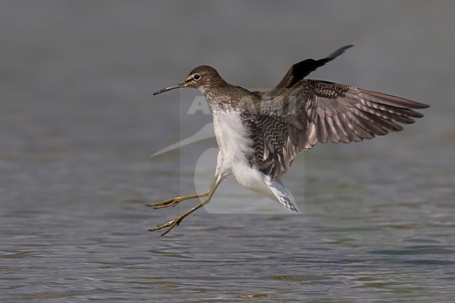 Witgatje landend in water; Green Sandpiper landing in water stock-image by Agami/Daniele Occhiato,