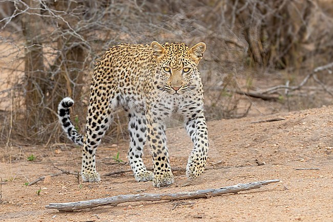 Leopard (Panthera pardus), adult female walking toward the camera, Mpumalanga, South Africa stock-image by Agami/Saverio Gatto,