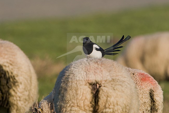 Ekster op schaap; Eurasian Magpie on sheep stock-image by Agami/Arie Ouwerkerk,