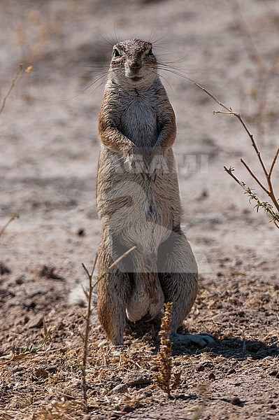 An alert ground squirrel, Paraxerus cepapi. Botswana stock-image by Agami/Sergio Pitamitz,