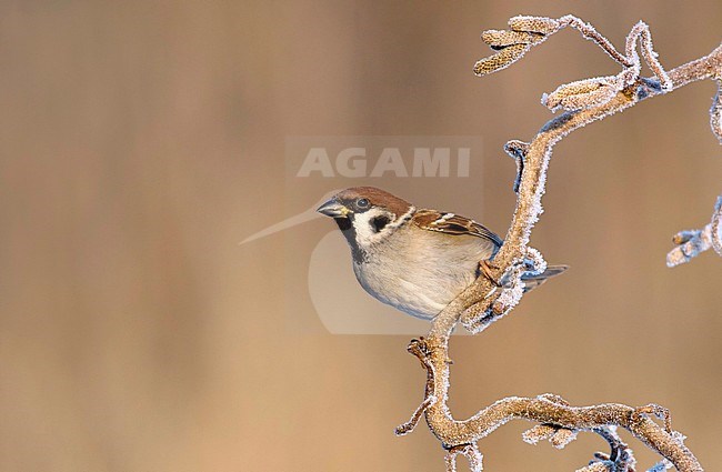 Ringmus zittend op berijpte krul hazelaar; Eurasian Tree Sparrow sitting on frosted curl hazel; stock-image by Agami/Walter Soestbergen,