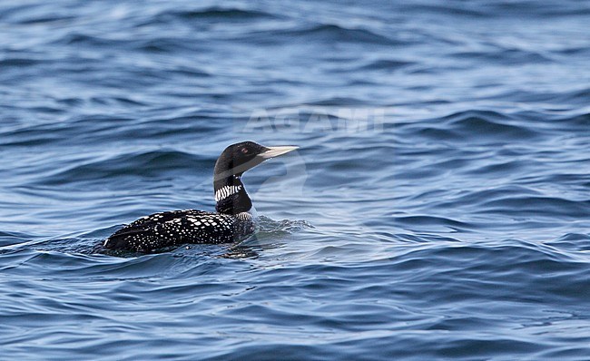 Moulting adult White-billed Diver (Gavia adamsii), also known as Yellow-billed Loon, swimming at sea off Kattegat in Denmark. Moulting. stock-image by Agami/Helge Sorensen,