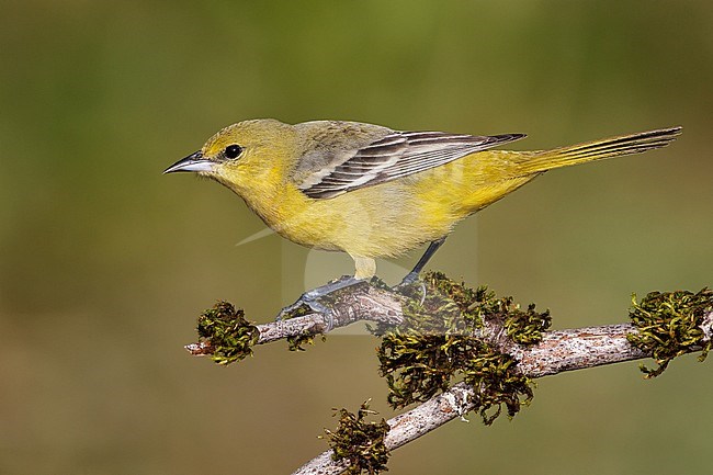 Adult female
Galveston Co., TX
April 2012 stock-image by Agami/Brian E Small,