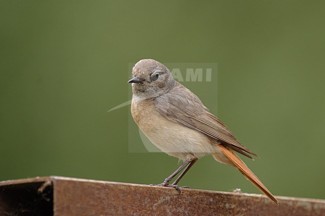 Gekraagde Roodstaart vrouwtje zittend; Common Redstart female perched stock-image by Agami/Reint Jakob Schut,