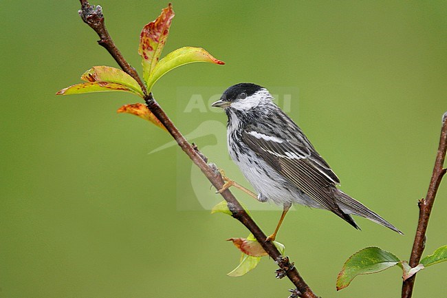 Adult male breeding
Galveston Co., TX
April 2008 stock-image by Agami/Brian E Small,