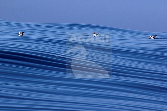 Three Sabine's Gulls (Xema sabini) resting on a stunning patterned surface of the Altantic ocean off Spain. stock-image by Agami/Dani Lopez-Velasco,