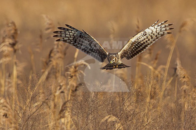 Blauwe Kiekendief vrouw in vlucht; Hen Harrier female in flight stock-image by Agami/Daniele Occhiato,