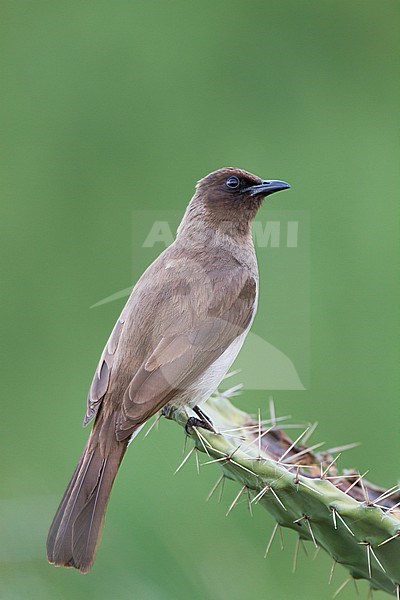 Common Bulbul - Graubülbül - Pycnonotus barbatus ssp. barbatus, Morocco stock-image by Agami/Ralph Martin,