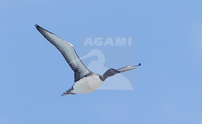 Adult Common Loon (Gavia immer) in summer plumage in flight against a blue sky as background. stock-image by Agami/Brian Sullivan,