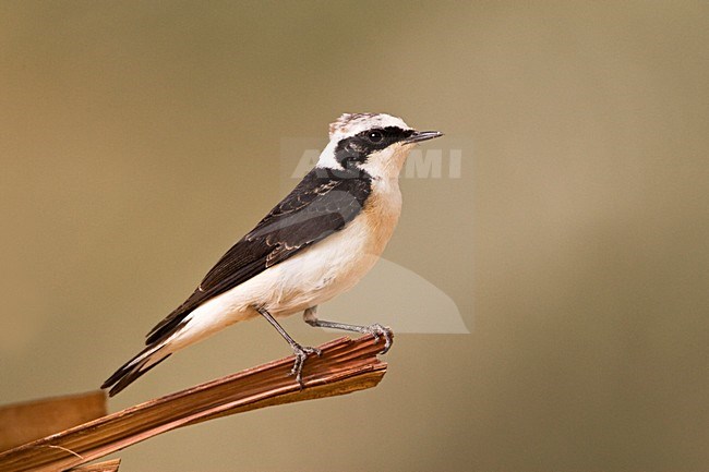Vitatta Bonte Tapuit man zittend in dadelpalm; Vittata Pied Wheatear male perched stock-image by Agami/Marc Guyt,
