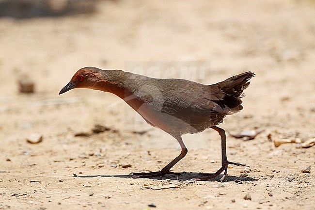 Ruddy-breasted Crake (Zapornia fusca) walking on ground at Laem Pak Bia, Thailand stock-image by Agami/Helge Sorensen,