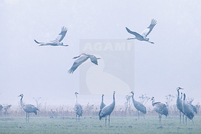 Groep Kraanvogels in ochtendnevel; Group of Common Cranes in morning fog stock-image by Agami/Han Bouwmeester,