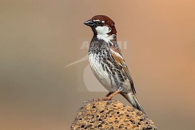 Adult male Spanish Sparrow stock-image by Agami/Daniele Occhiato,