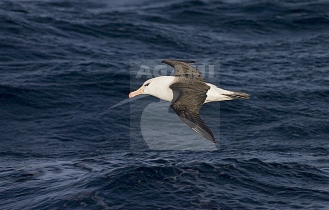 Adult Black-browed Albatross flying above open ocean ; volwassen Wenkbrauwalbatros vliegend boven de oceaan stock-image by Agami/Marc Guyt,