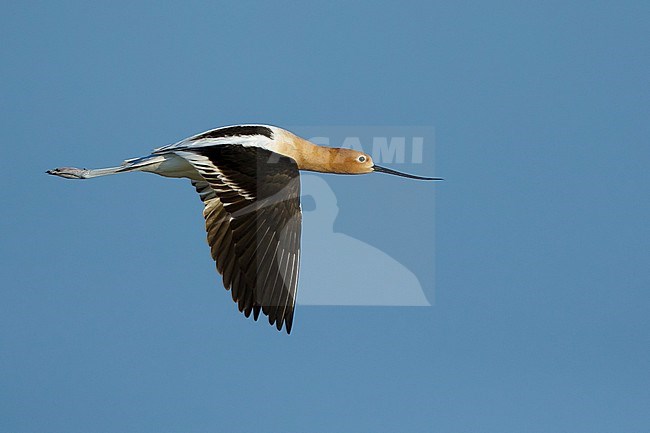 Adult male American Avocet (Recurvirostra americana) in breeding plumage flying over marsh in Galveston Co., Texas, USA. stock-image by Agami/Brian E Small,